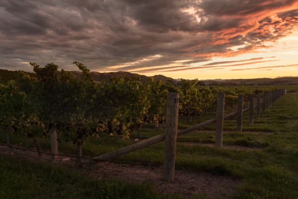 Vines at Brancott Estate vineyard
