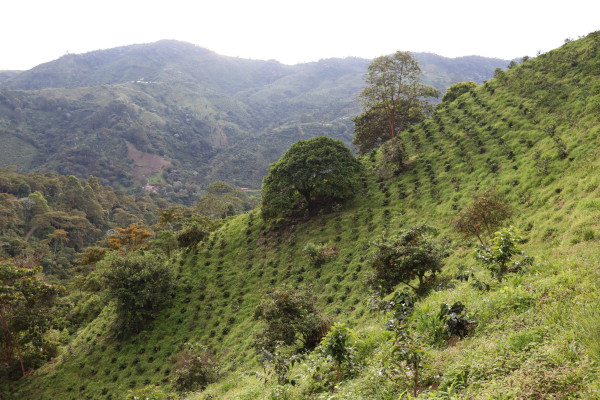 coffee farm