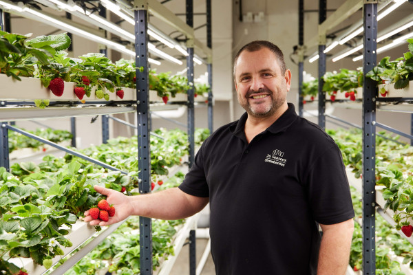 26 Seasons super sweet strawberries