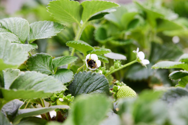 bees pollinating flowers