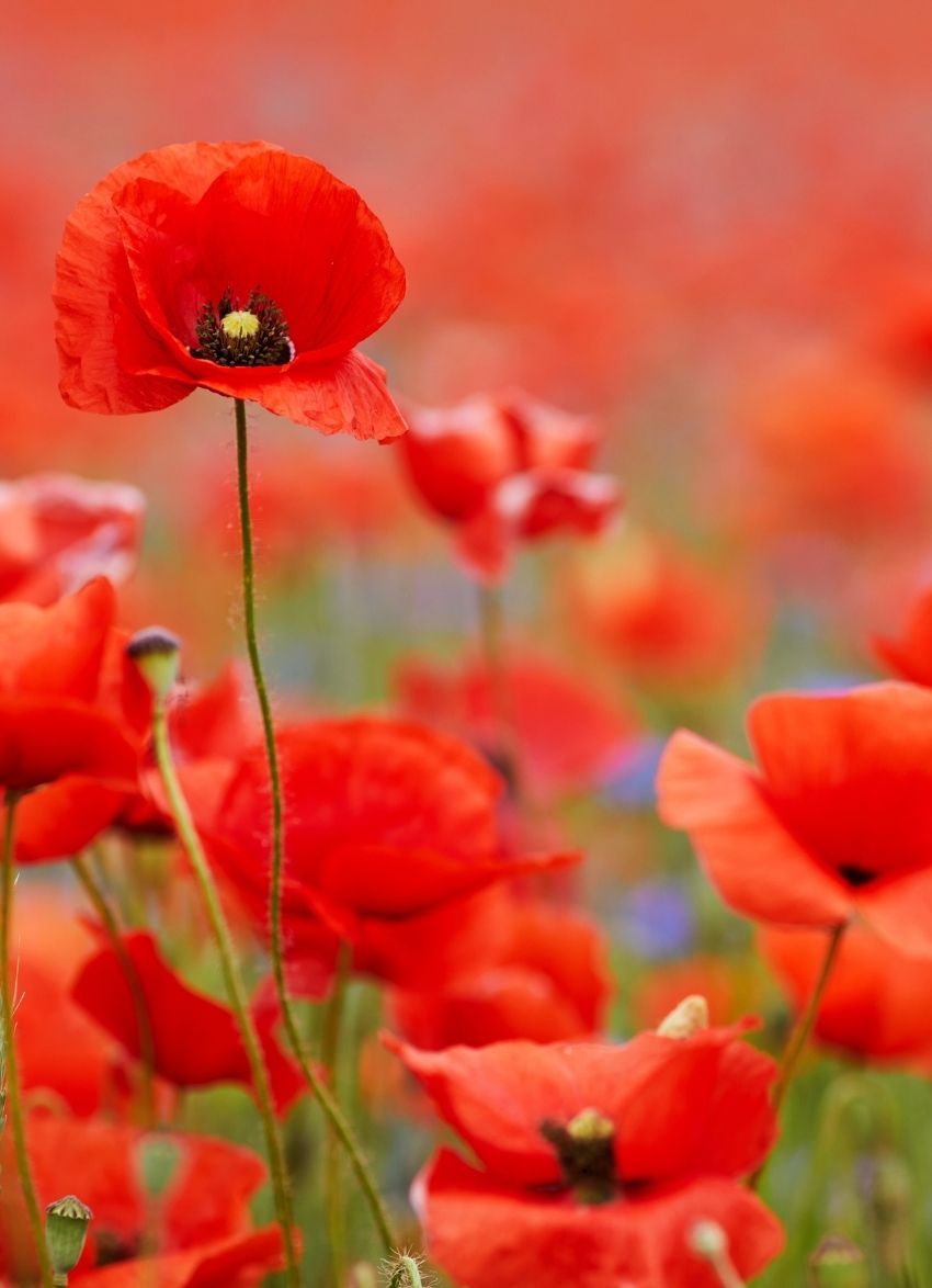 Find Your Local Anzac Day Service - 2024