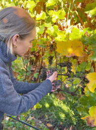 THE BEAUTY OF THE NOBLE ROT 