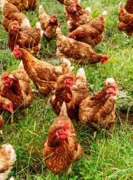 Meet Local Producer, Olliff Farm