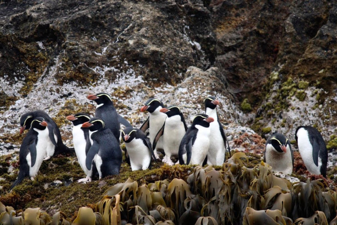 Group of Royal Penguins