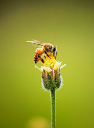 Matakana's Big Buzz Festival is a tribute to bees and all they do for us