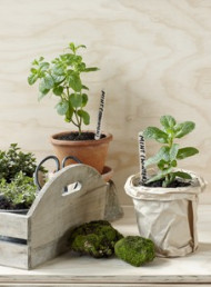 A guide to: culinary herbs