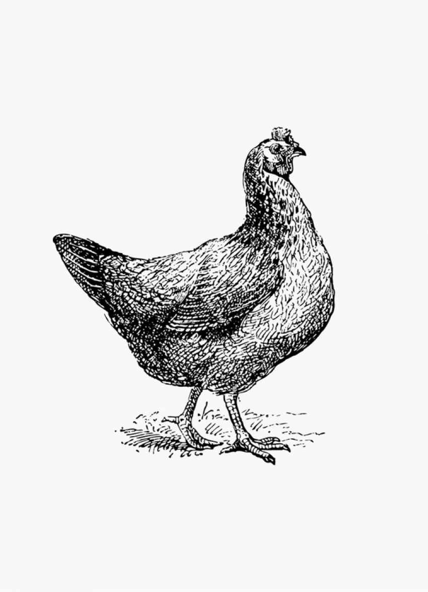 A guide to meat: chicken