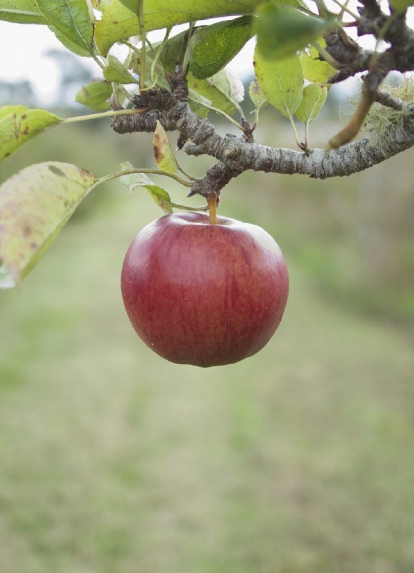 When life gives you apples...