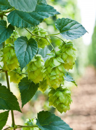 Tasting Panel – Pilsner