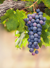 Tasting Panel – Syrah