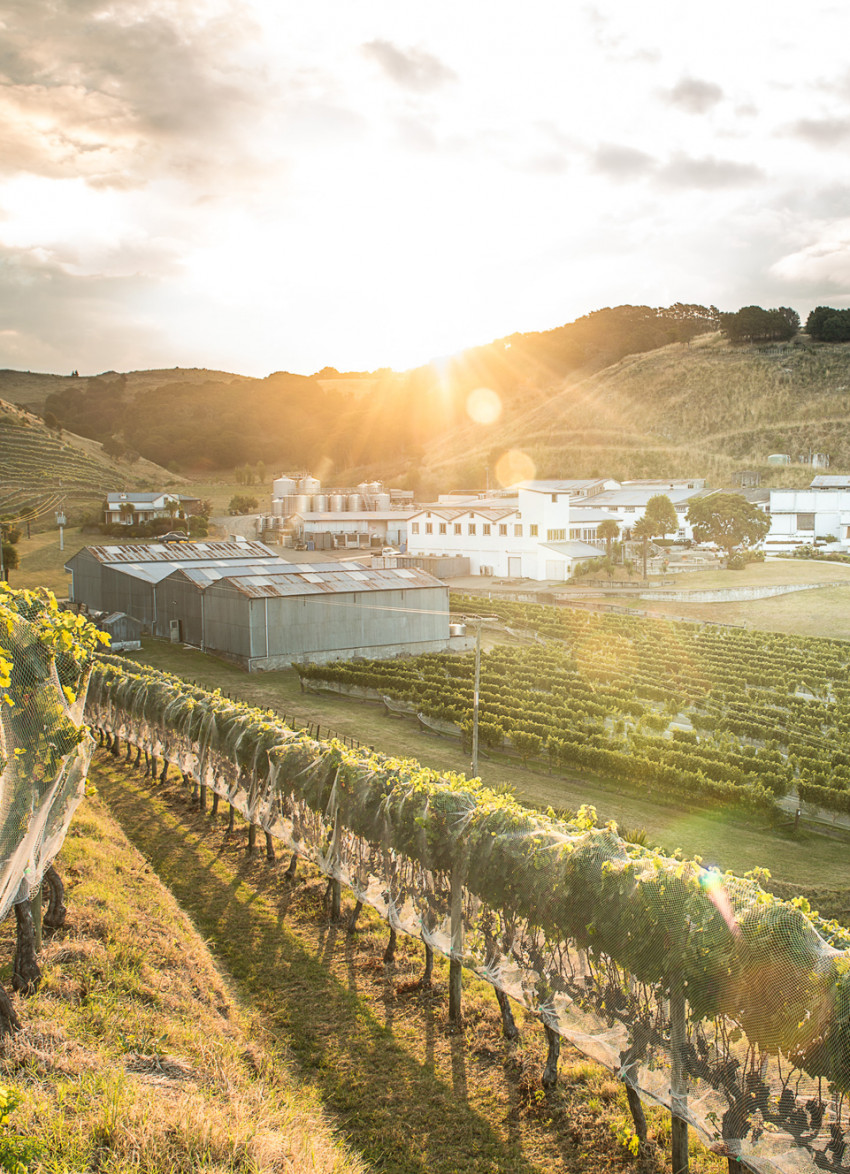 Esk Valley: Crafting a winning chardonnay