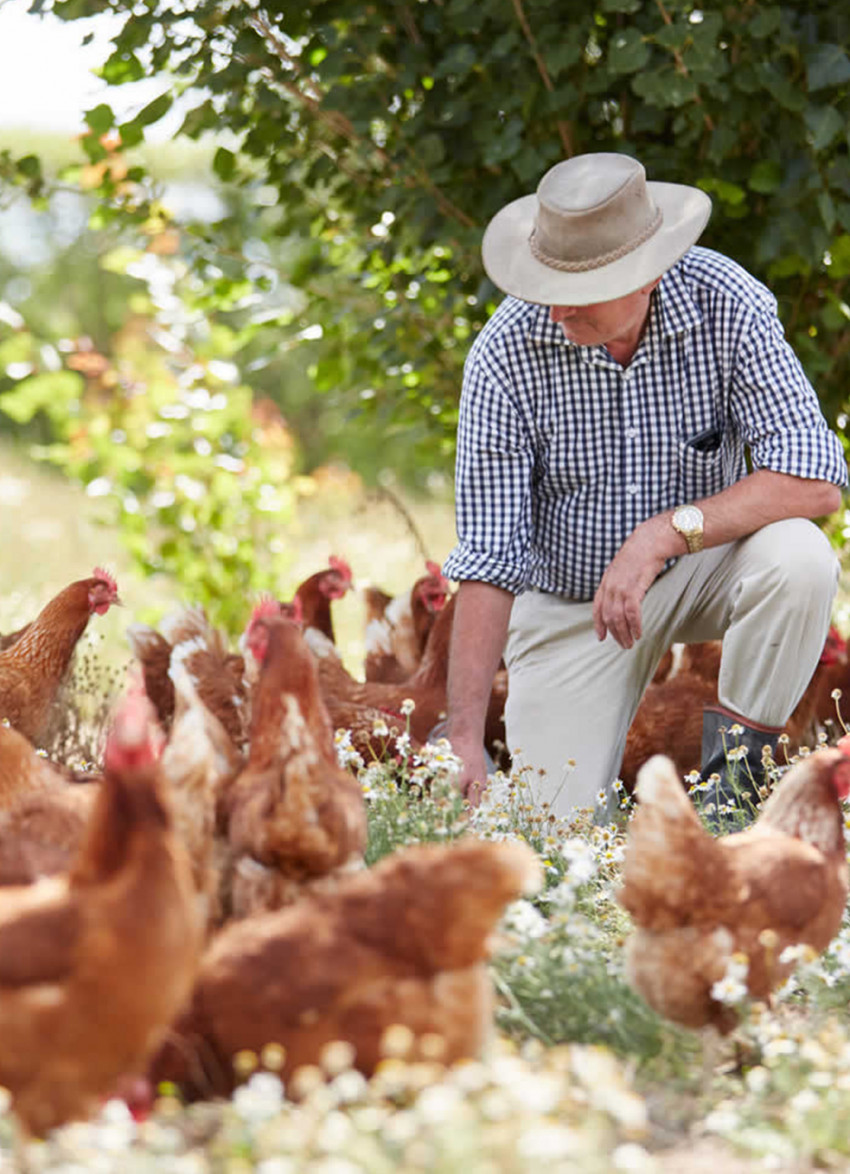 Farm to table: Craft Farmers' Eggs Co-op