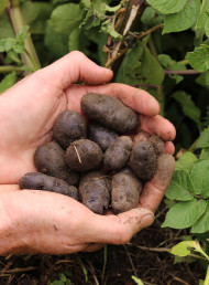 Eco series: The Grille by Eichardt's