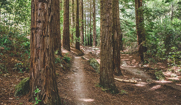 redwoods te mata peak