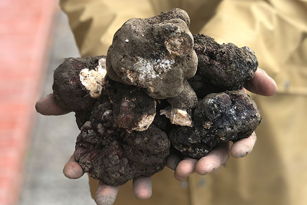 truffle foraging wallington