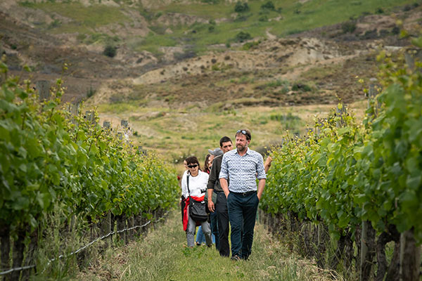 Central otago vineyard